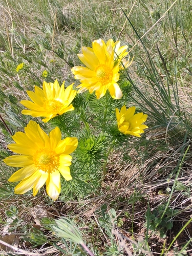 hlaváčik jarný (Adonis vernalis)