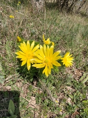 Adonis vernalis
