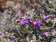 Eremophila rotundifolia