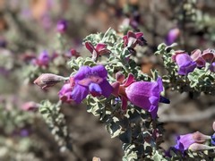 Eremophila rotundifolia