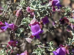 Eremophila rotundifolia