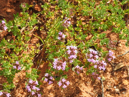 Image of Thymus camphoratus by (c) Duarte Frade, some rights reserved (CC BY)