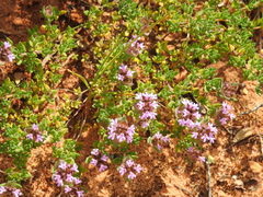 Thymus camphoratus