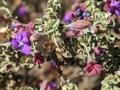 Eremophila rotundifolia
