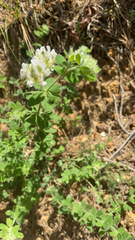 Lotus hirsutus