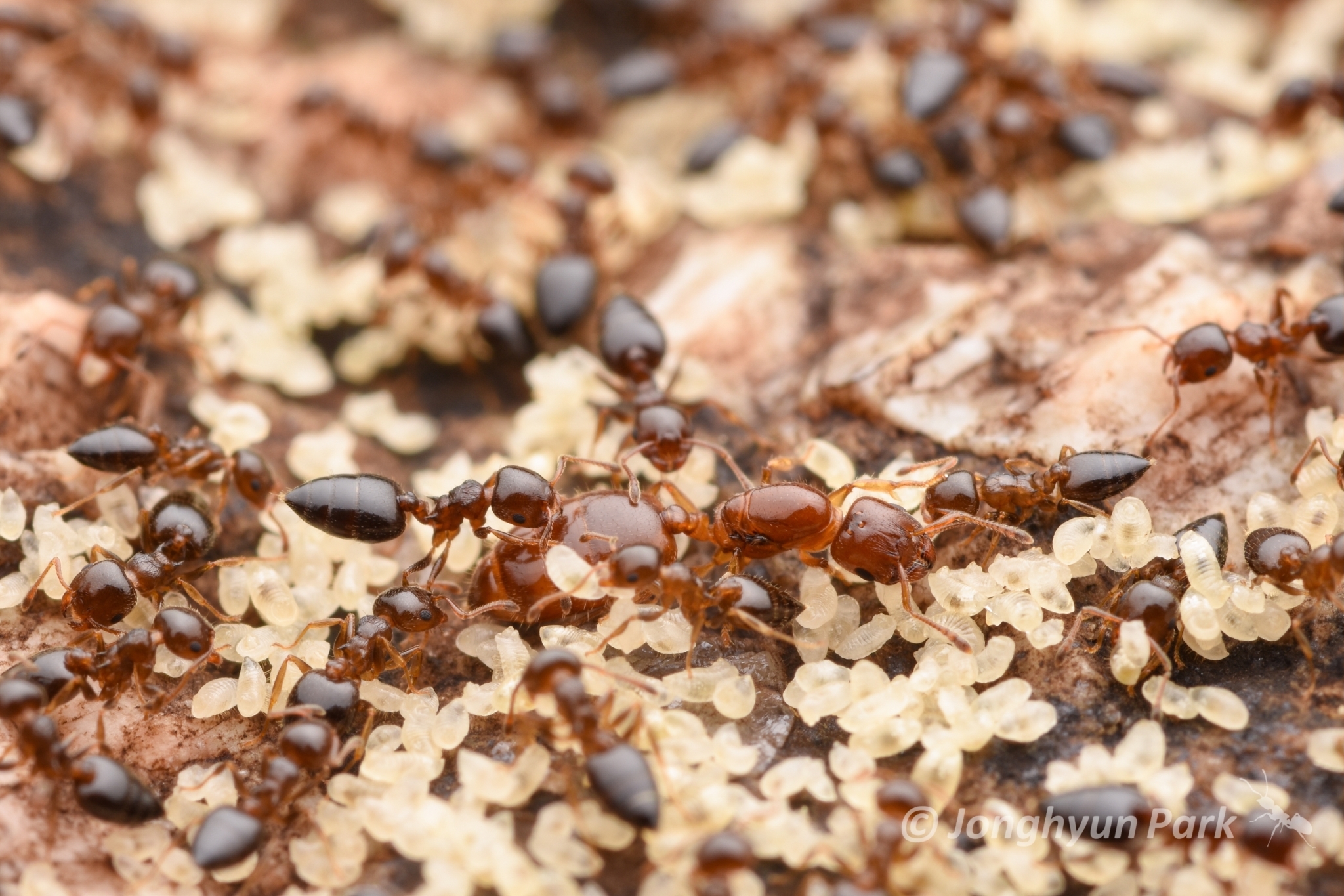 Crematogaster vagula