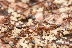 Crematogaster vagula