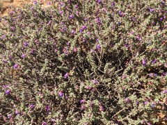 Eremophila rotundifolia