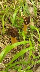 Morchella semilibera