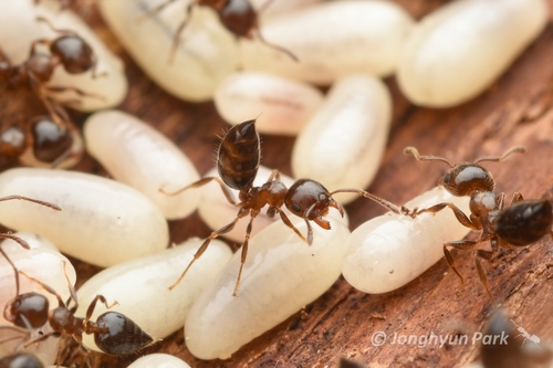 游举腹蚁Crematogaster vagula