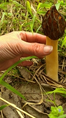 Morchella semilibera