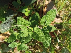 Teucrium scorodonia