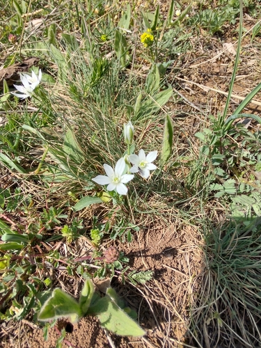 Štitasto ptičje mlijeko (Ornithogalum umbellatum)