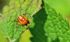 Oxyopes vogelsangeri