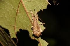 Episomus watanabei