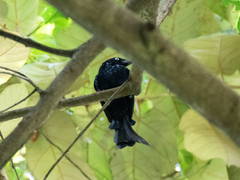 Dicrurus hottentottus leucops