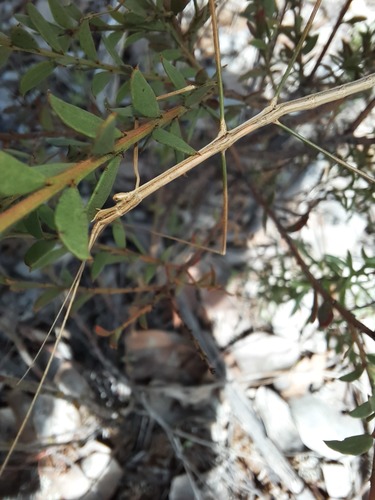 Photo of Sydney Stick Insect (Paracandovia peridromes)
