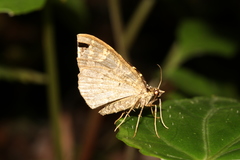 Sibatania arizana arizana