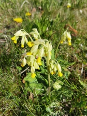 Primula veris