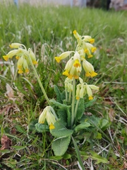 Primula veris