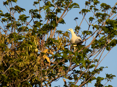 Ducula luctuosa