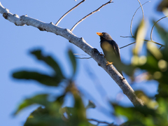 Scissirostrum dubium