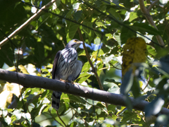 Accipiter griseiceps