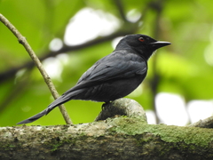 Ashy Drongo photo 3