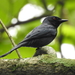 Ashy Drongo - Photo (c) anukma, some rights reserved (CC BY), uploaded by anukma