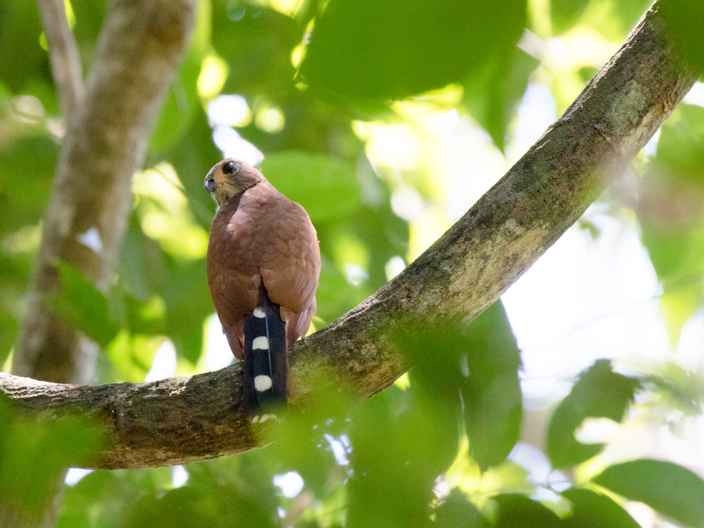 Spot-tailed Goshawk photo