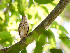 Accipiter trinotatus