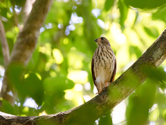 Accipiter trinotatus
