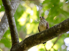 Accipiter trinotatus