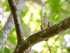 Accipiter trinotatus