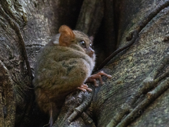 Tarsius spectrumgurskyae
