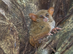 Tarsius spectrumgurskyae