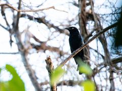 Dicrurus hottentottus leucops