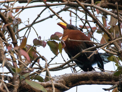 Rhamphococcyx calyorhynchus