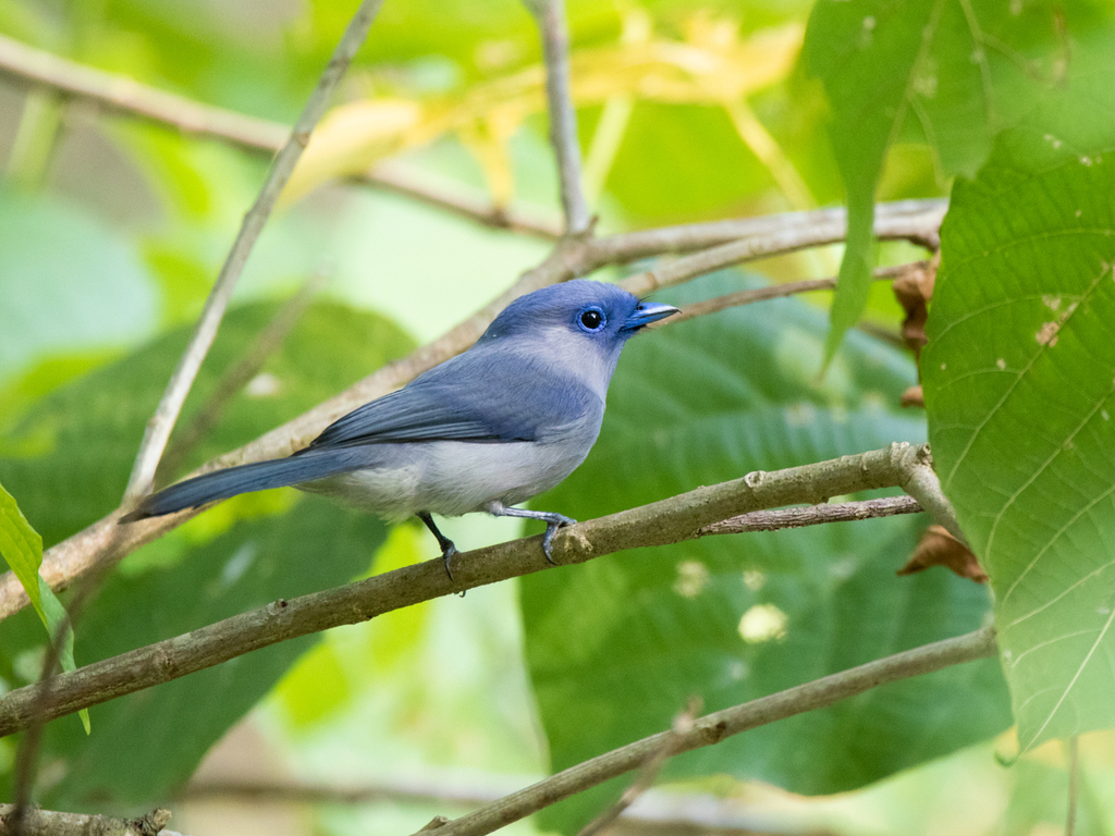 Pale-blue Monarch