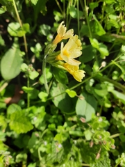 Primula elatior