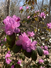 Rhododendron carolinianum