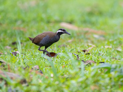 Gallirallus torquatus