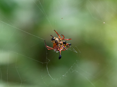 Gasteracantha clavatrix