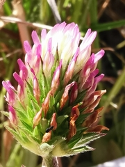 Trifolium squamosum