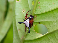 Gasteracantha clavatrix