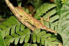 Diploderma polygonatum xanthostomum