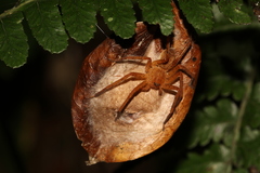 Pseudopoda