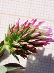 Trifolium squamosum