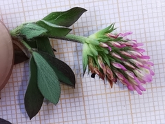 Trifolium squamosum