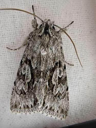 Early Grey